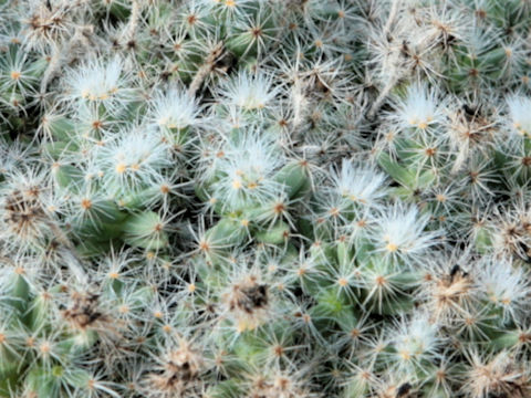 Trichodiadema densum