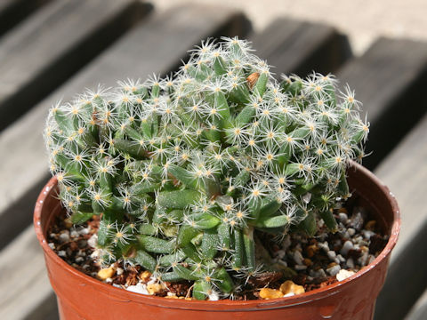 Trichodiadema densum