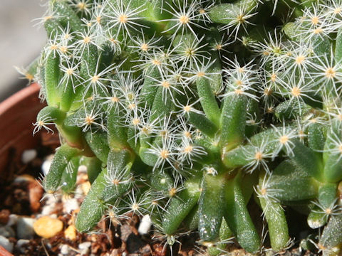 Trichodiadema densum