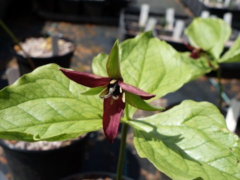 Trillium erectum