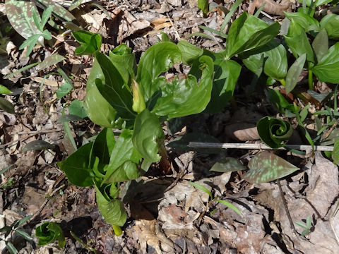 Trillium erectum