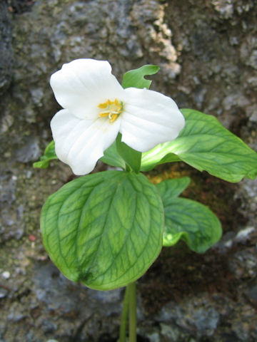 Trillium grandiflorum