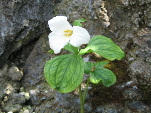 Trillium grandiflorum