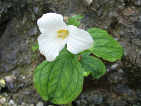 Trillium grandiflorum