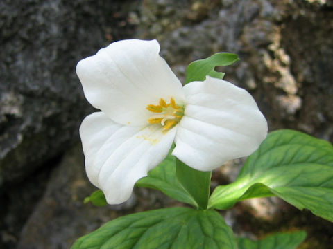 Trillium grandiflorum