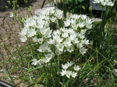 Triteleia hyacinthina