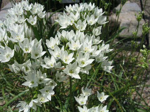 Triteleia hyacinthina