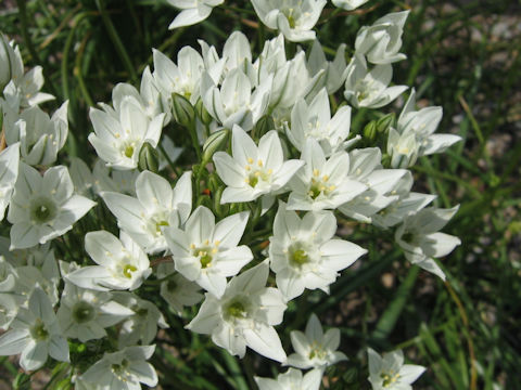 Triteleia hyacinthina