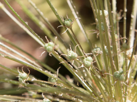 Triteleia ixioides