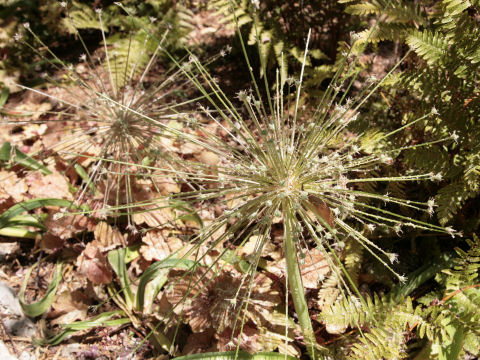 Triteleia ixioides