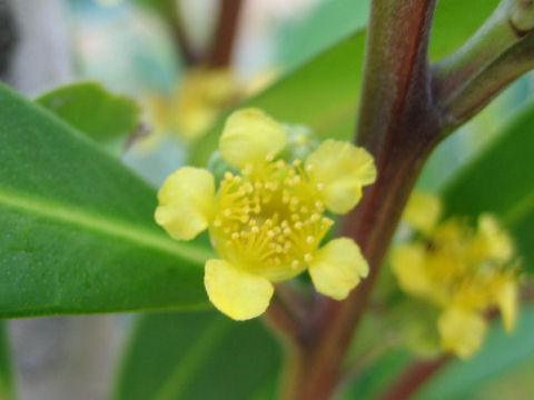 Tristaniopsis laurina