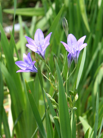 Triteleia laxa cv. Queen Fabiola