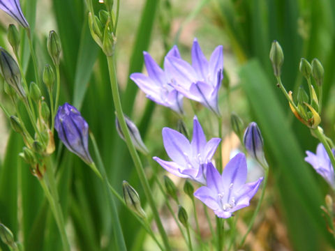 Triteleia laxa cv. Queen Fabiola