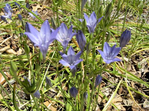 Triteleia laxa