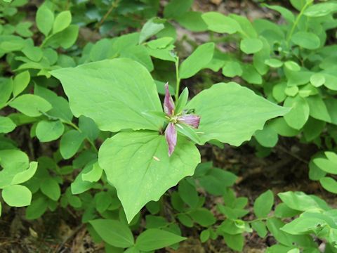 Trillium ovatum