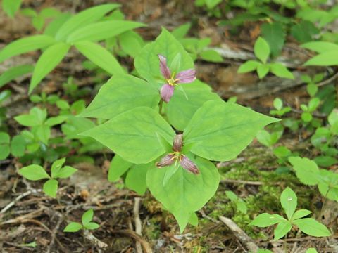 Trillium ovatum