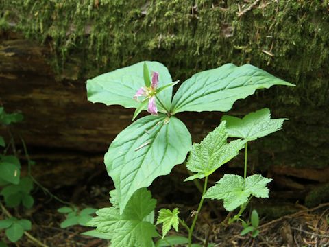 Trillium ovatum