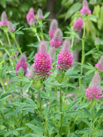 Trifolium rubens