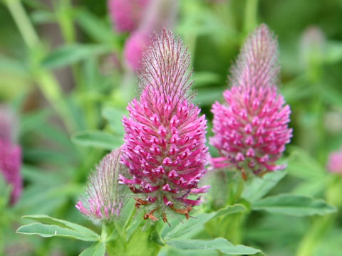 Trifolium rubens