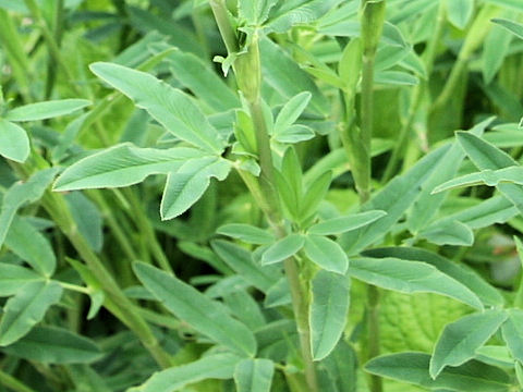 Trifolium rubens