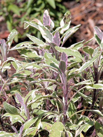 Salvia officinalis cv. Tricolor