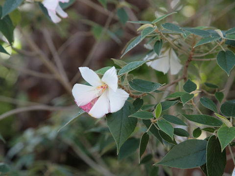 Trochetiopsis ebenus