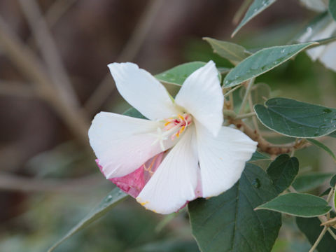 Trochetiopsis ebenus