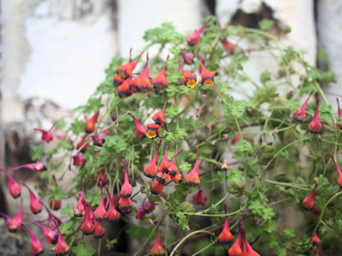 Tropaeolum tricolor