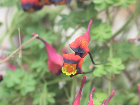 Tropaeolum tricolor