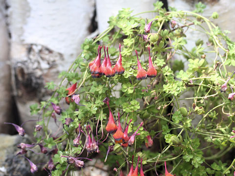 Tropaeolum tricolor