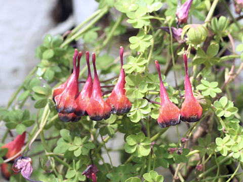 Tropaeolum tricolor