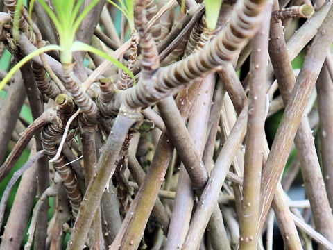 Freycinetia formosana