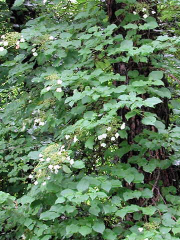 Hydrangea petiolaris