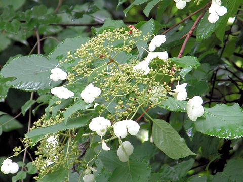 Hydrangea petiolaris