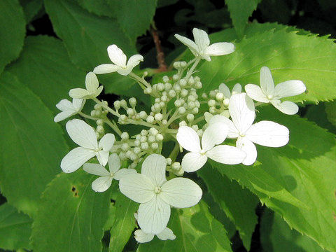 Hydrangea petiolaris