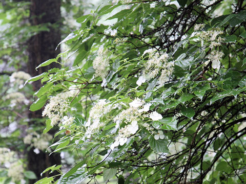 Hydrangea petiolaris