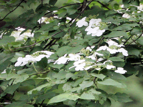 Hydrangea petiolaris