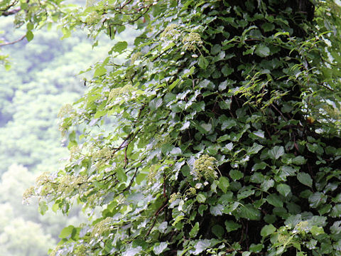 Hydrangea petiolaris