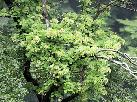 Hydrangea petiolaris