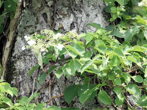 Hydrangea petiolaris