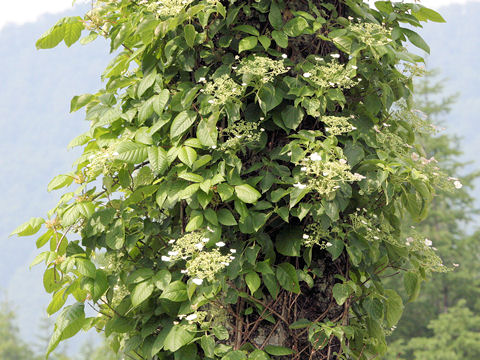 Hydrangea petiolaris