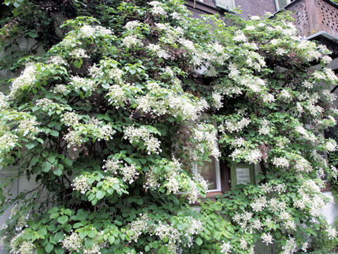 Hydrangea petiolaris