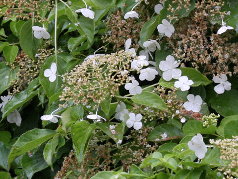 Hydrangea petiolaris