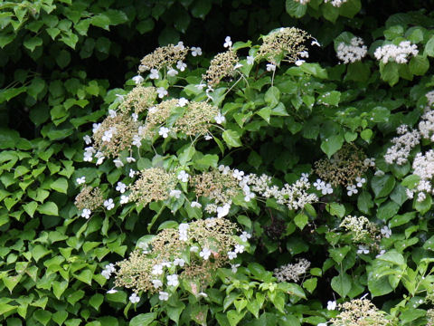 Hydrangea petiolaris