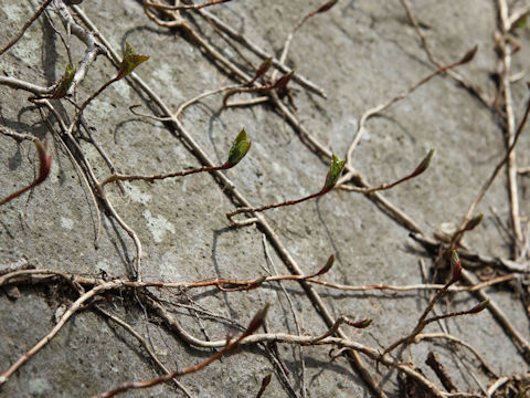 Hydrangea petiolaris