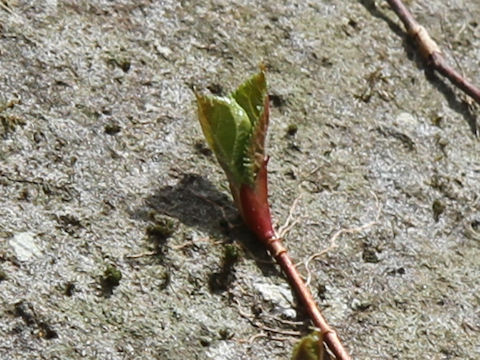 Hydrangea petiolaris