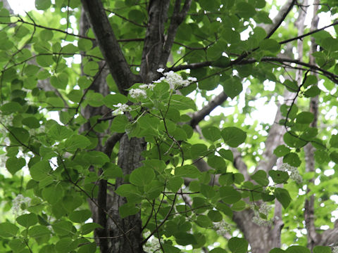 Hydrangea petiolaris