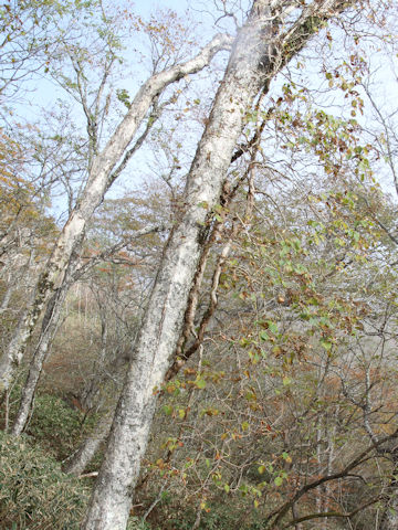 Hydrangea petiolaris