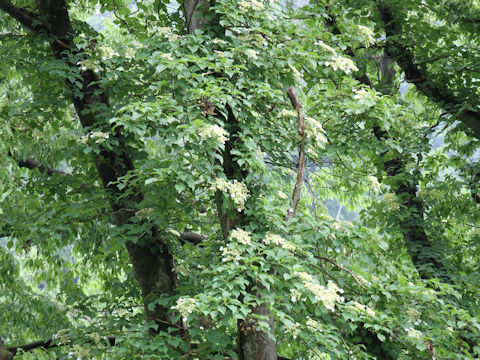 Hydrangea petiolaris