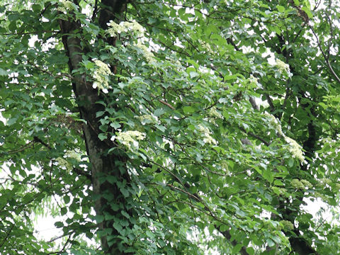 Hydrangea petiolaris